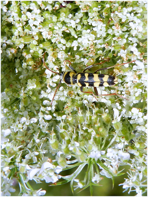 fuzáč Plagionotus floralis