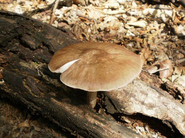 štítovka jelenia Pluteus cervinus (Schaeff.) P. Kumm.