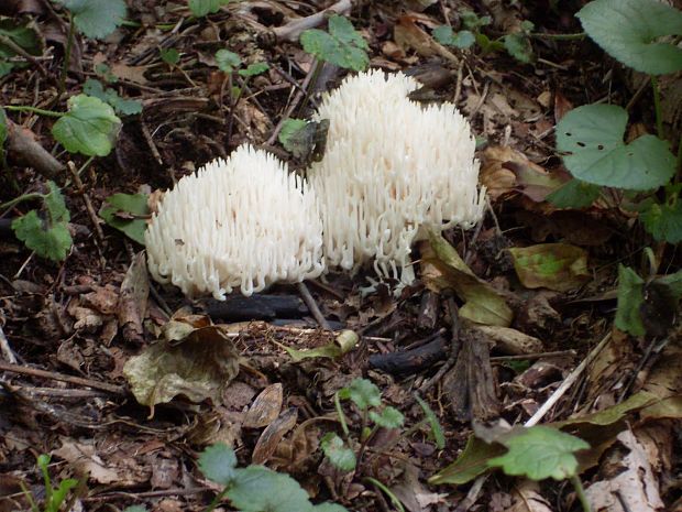 strapačka koralovitá Ramaria botrytis (Pers.) Ricken