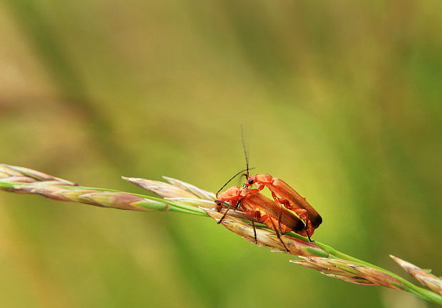 snehulčík žltý Rhagonycha fulva