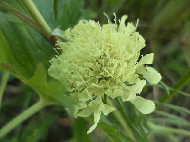 hlaváč žltkastý Scabiosa ochroleuca L.