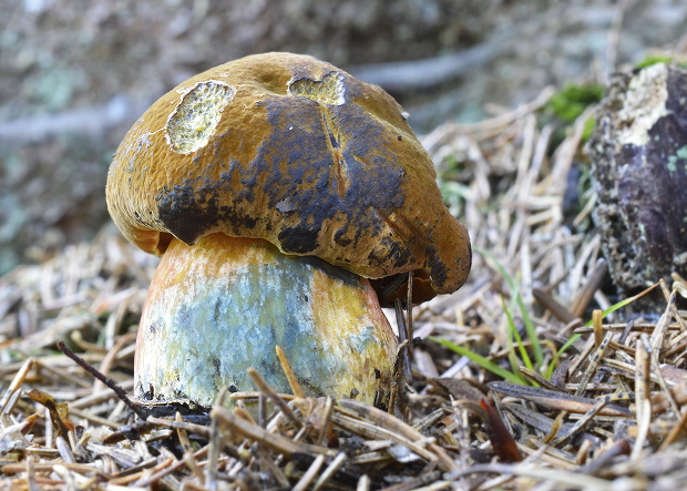 hríb zrnitohlúbikový Sutorius luridiformis (Rostk.) G. Wu & Zhu L. Yang