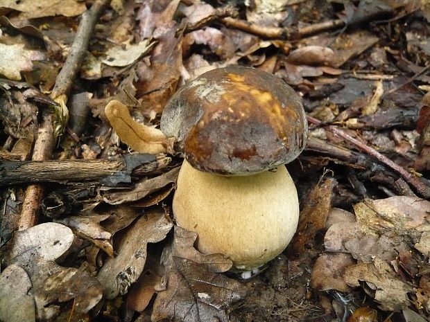 hríb bronzový Boletus aereus Bull. ex Fr.