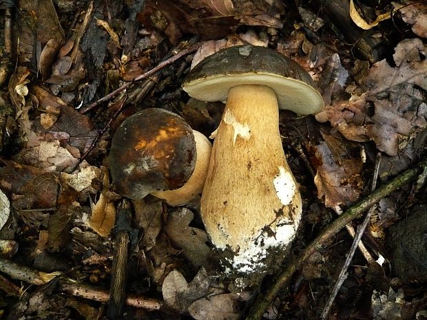 hríb bronzový Boletus aereus Bull. ex Fr.