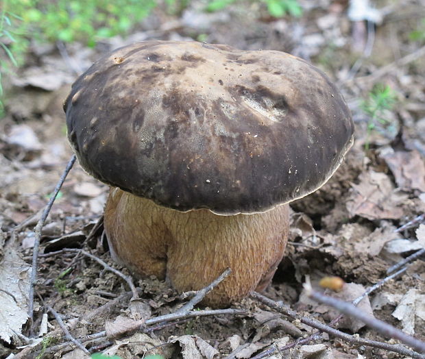 hríb bronzový Boletus aereus Bull. ex Fr.