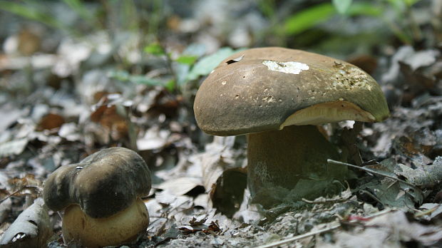 hríb bronzový Boletus aereus Bull. ex Fr.