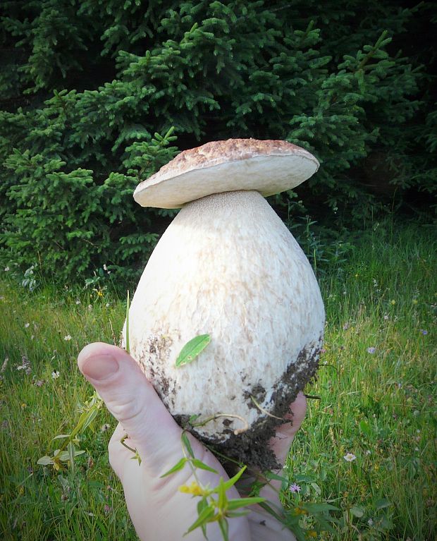 hríb smrekový Boletus edulis Bull.