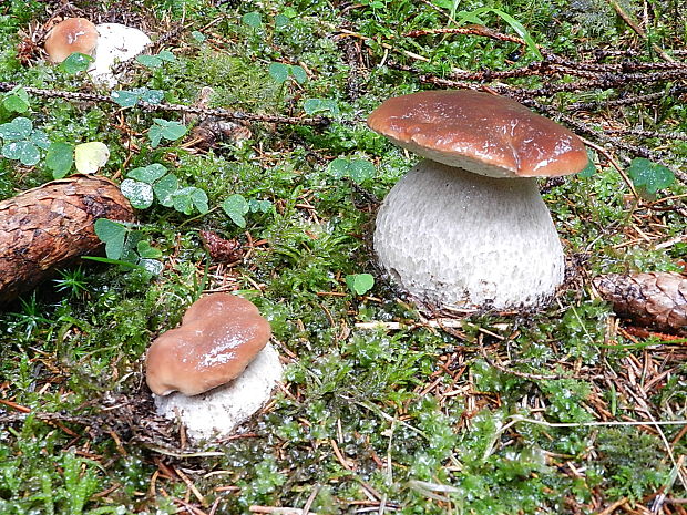 hríb smrekový Boletus edulis Bull.