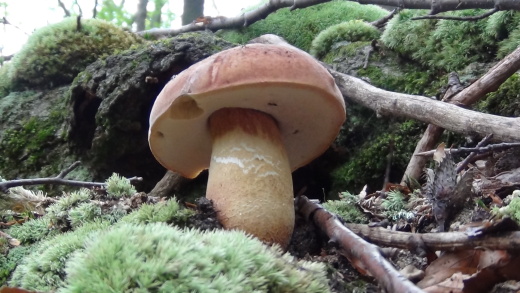 hríb sosnový? Boletus pinophilus? Pil. et Dermek in Pil.