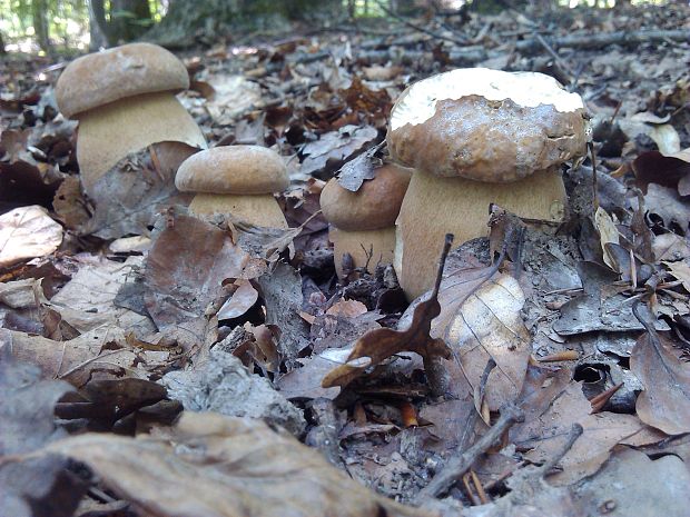 hríb dubový Boletus reticulatus Schaeff.