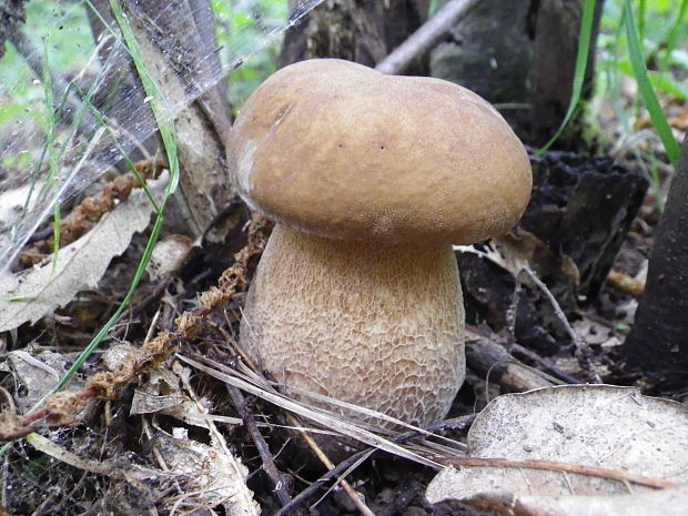 hríb dubový Boletus reticulatus Schaeff.