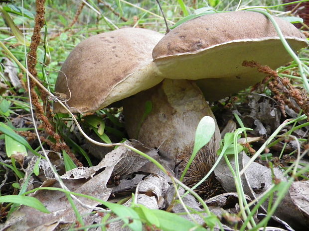 hríb dubový Boletus reticulatus Schaeff.