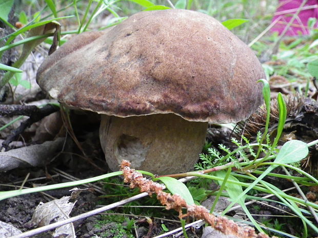 hríb dubový Boletus reticulatus Schaeff.