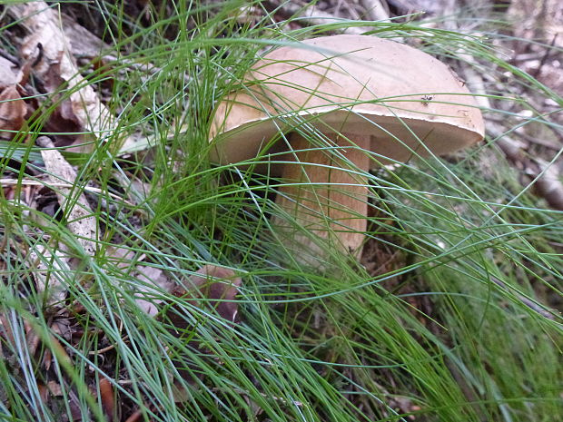 hríb dubový Boletus reticulatus Schaeff.