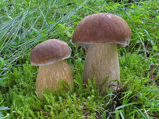 hríb dubový Boletus reticulatus Schaeff.