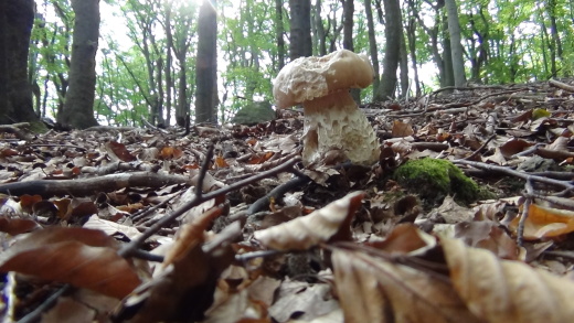 hríb dubový Boletus reticulatus Schaeff.