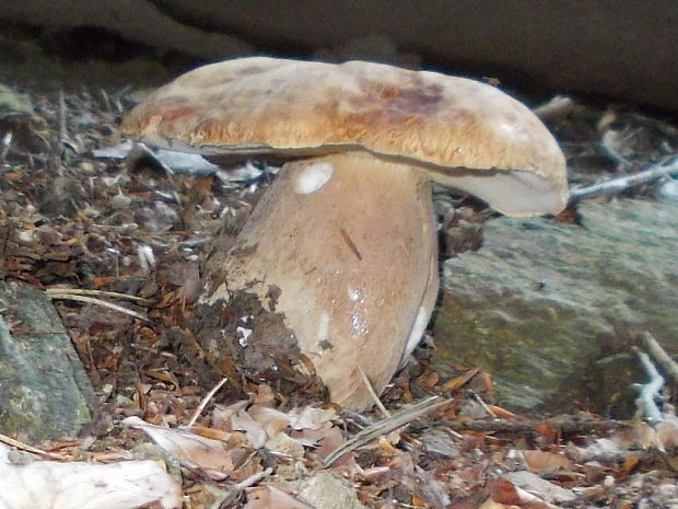 hríb dubový Boletus reticulatus Schaeff.