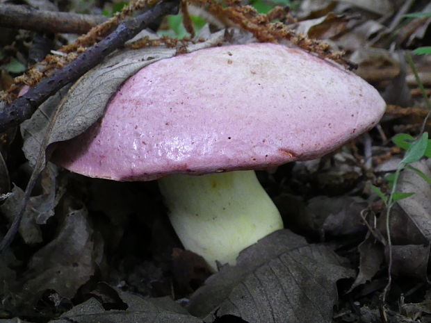 hríb kráľovský Butyriboletus regius (Krombh.) D. Arora & J.L. Frank