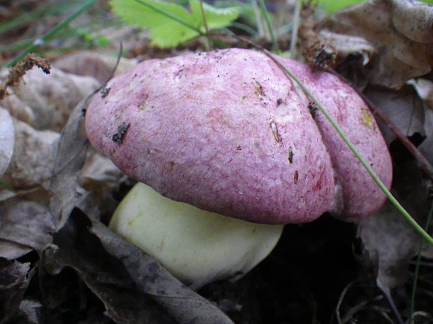 hríb kráľovský Butyriboletus regius (Krombh.) D. Arora & J.L. Frank