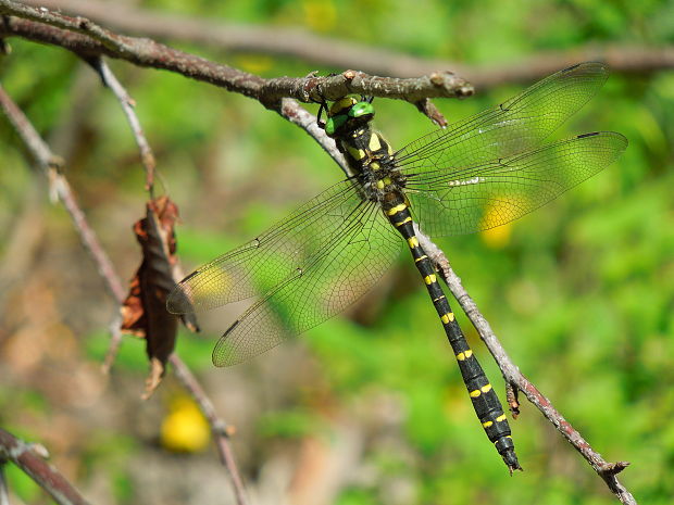 pásikavec Cordulegaster bidentata