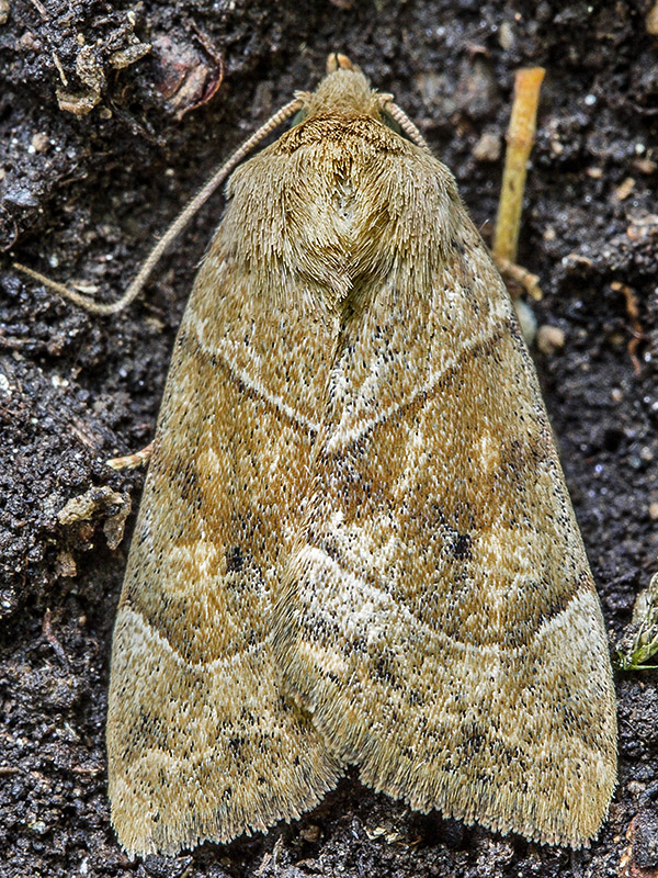 sivkavec javorový  Cosmia trapezina  Linnaeus, 1758