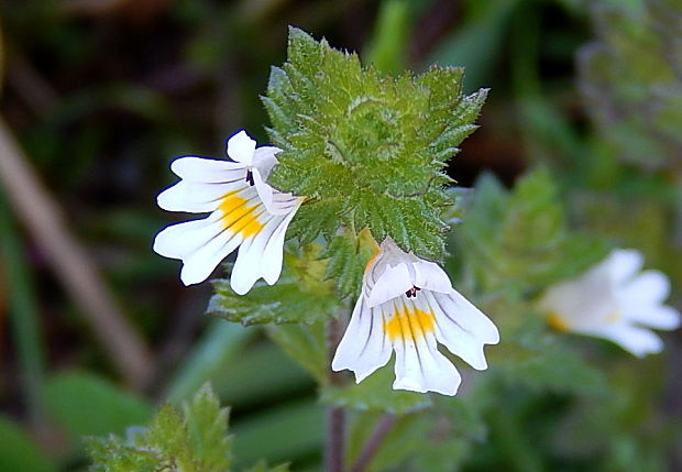 očianka rostkovova Euphrasia rostkoviana Hayne