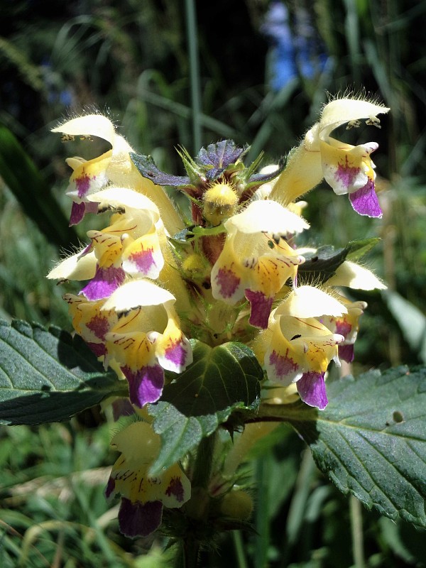 konopnica úhľadná Galeopsis speciosa Mill.