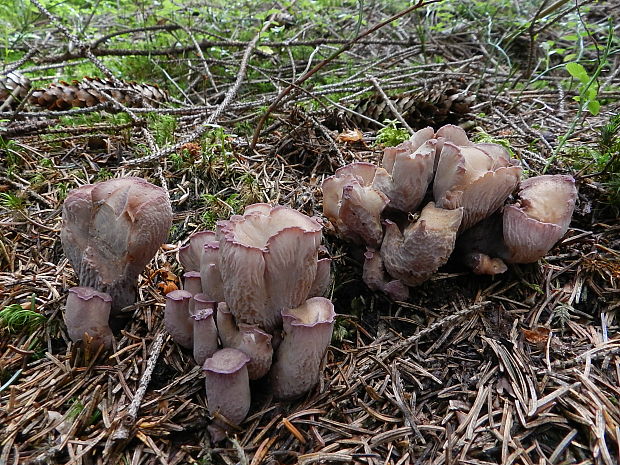 lievikovec kyjakovitý Gomphus clavatus (Pers.) Gray