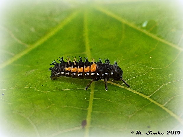 lienka - larva Harmonia axyridis