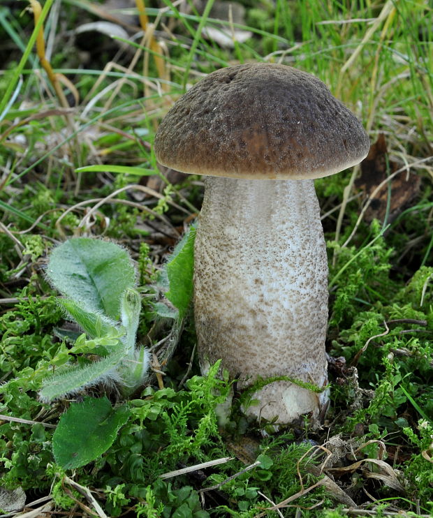 kozák hrabový Leccinum pseudoscabrum (Kallenb.) Šutara