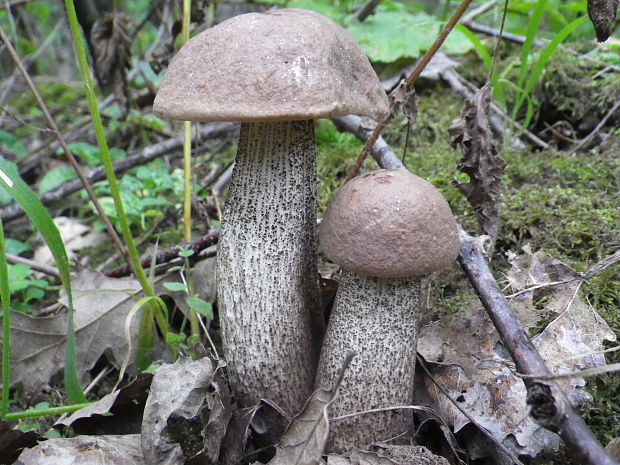 kozák brezový Leccinum scabrum (Bull.) Gray