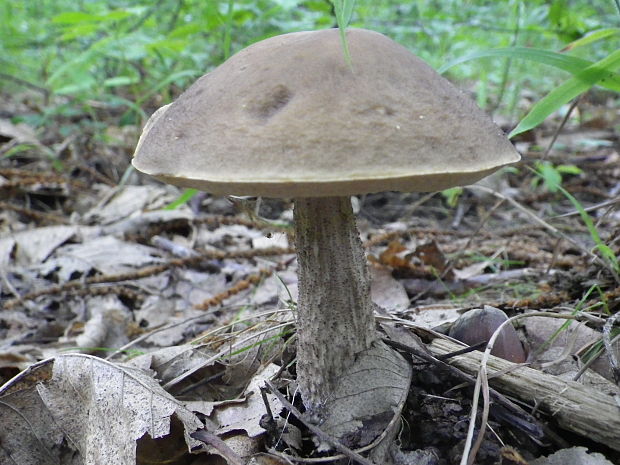 kozák brezový Leccinum scabrum (Bull.) Gray