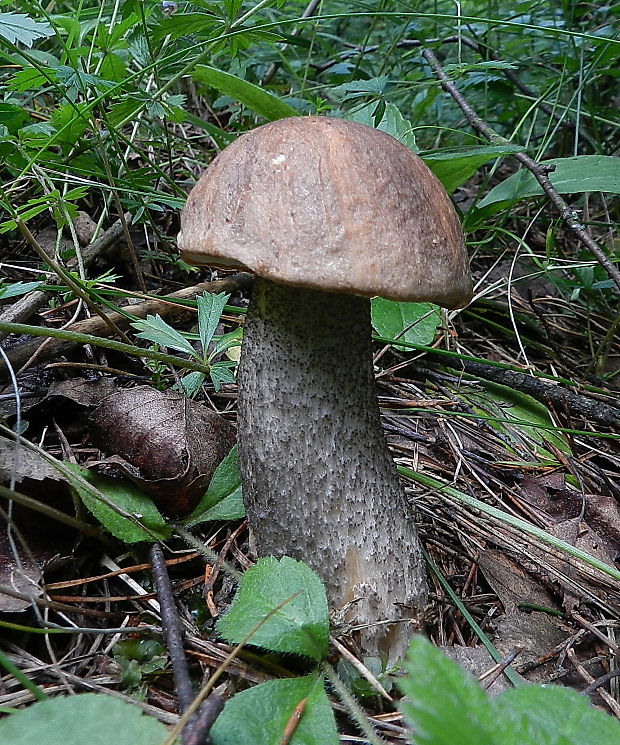 kozák brezový Leccinum scabrum (Bull.) Gray