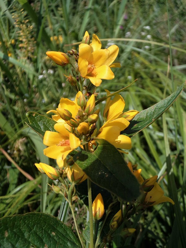 čerkáč obyčajný Lysimachia vulgaris L.