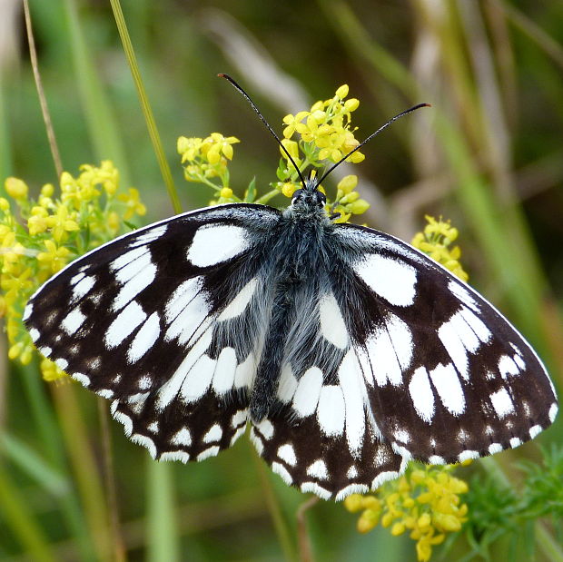 očkáň timotejkový  Melanargia galathea