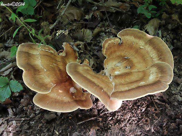 vejárovec obrovský Meripilus giganteus (Pers.) P. Karst.