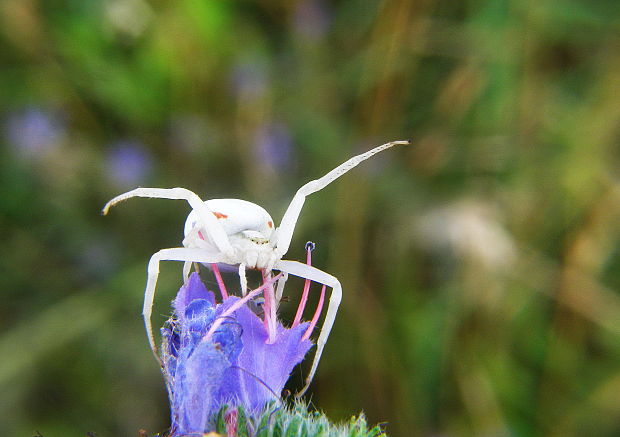 kvetárik dvojtvarý Misumena vatia