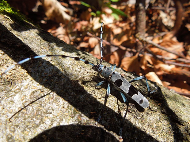 fuzáč alpský Rosalia alpina