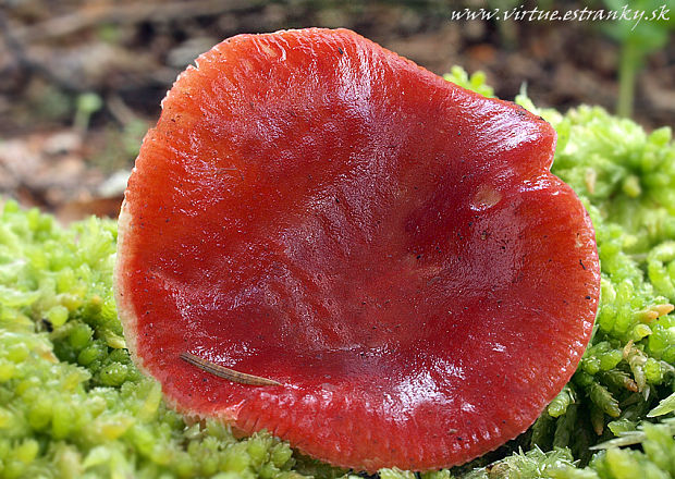 plávka sivejúca Russula hydrophila Horniček