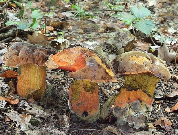 hríb zrnitohlúbikový Sutorius luridiformis (Rostk.) G. Wu & Zhu L. Yang