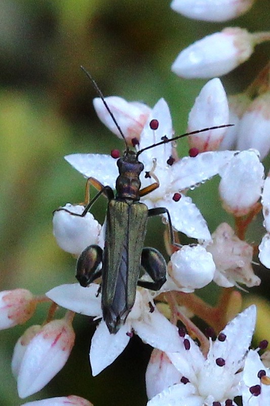 oedemera flavipes