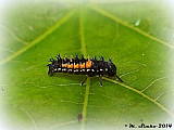 lienka - larva