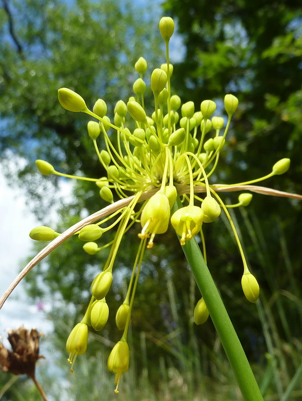 cesnak žltý Allium flavum L.