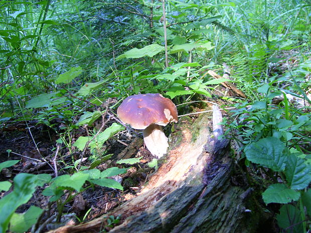 hríb smrekový Boletus edulis Bull.