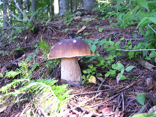 hríb smrekový Boletus edulis Bull.