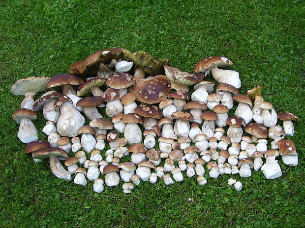 hríb smrekový Boletus edulis Bull.