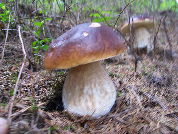 hríb smrekový Boletus edulis Bull.