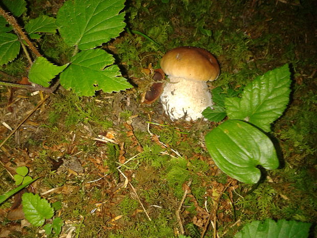 hríb smrekový Boletus edulis Bull.