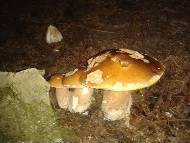 hríb smrekový Boletus edulis Bull.