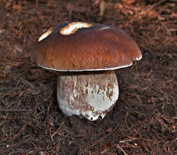 hríb smrekový Boletus edulis Bull.